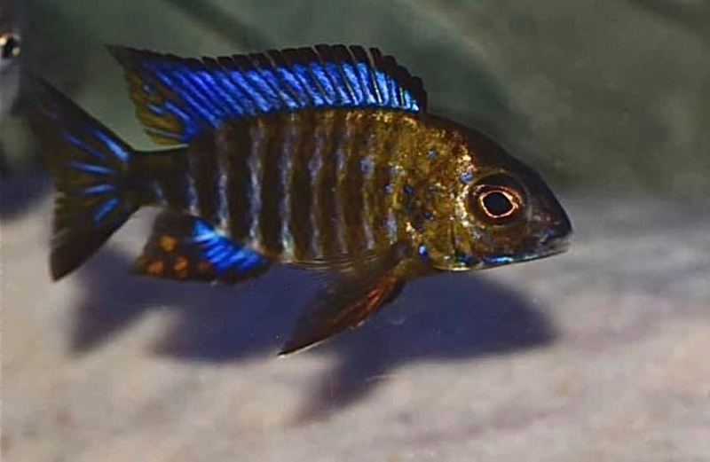 Aulonocara ethelwynnae 'Chitande Island'